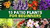 15 Best Patio Plants For Beginners Best Plants For Patio Garden