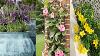 20 Best Patio Plants For A Lush Outdoor Space Garden Ideas