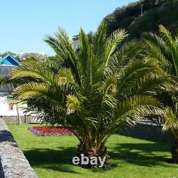 2 Hardy Phoenix Palm Trees Tropical Garden Outdoor Patio Yard 1.2-1.4m Tall Pair