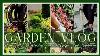 Front Garden Bed Makeover Patio Refresh Zone 7b Garden Vlog