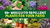 10 Plantes Résistantes Aux Moustiques Patio Extérieur Plantes De Jardin Que Vous Devez Savoir