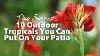 10 Plantes Tropicales D'extérieur Pour Votre Patio Cet été