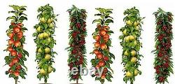 6 Pilier Fruits Arbres 2 Pommes, 2 Cerises Et 2 Terrasses De Patio Jardin De Poires