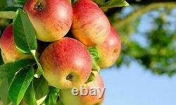 6 Pilier Fruits Arbres 2 Pommes, 2 Cerises Et 2 Terrasses De Patio Jardin De Poires